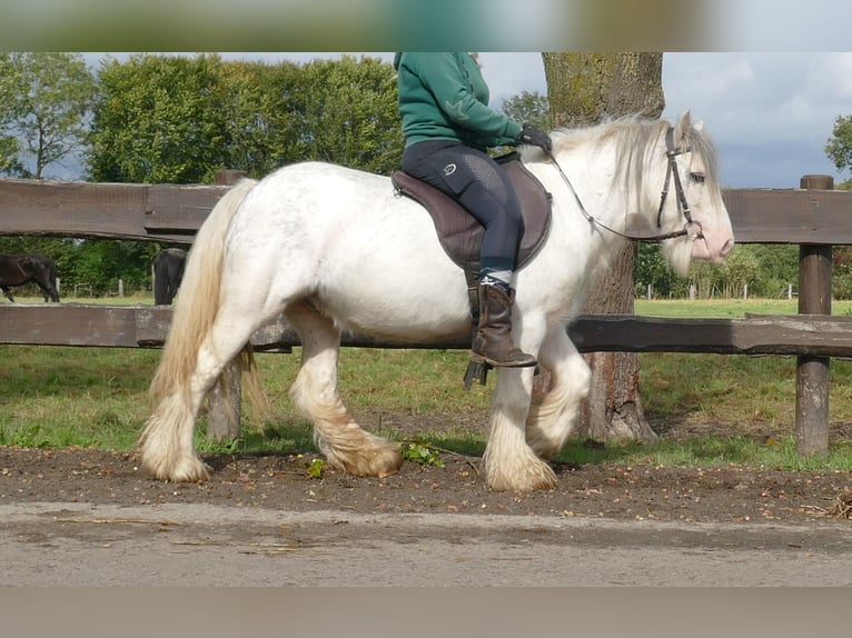 Cob Irlandese / Tinker / Gypsy Vanner Castrone 7 Anni 125 cm Grigio in Lathen