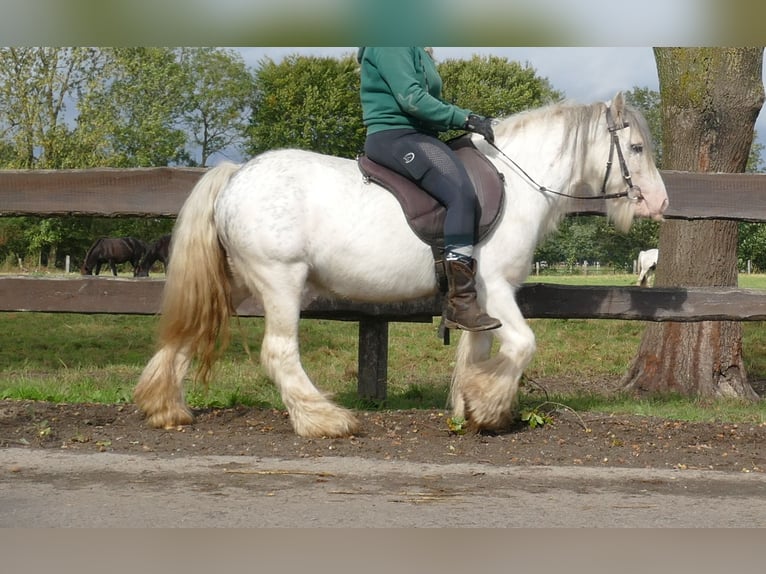 Cob Irlandese / Tinker / Gypsy Vanner Castrone 7 Anni 125 cm Grigio in Lathen