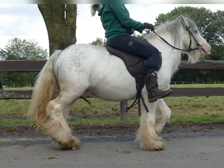 Cob Irlandese / Tinker / Gypsy Vanner Castrone 7 Anni 125 cm Grigio in Lathen