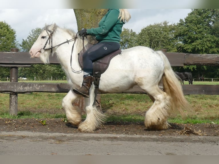 Cob Irlandese / Tinker / Gypsy Vanner Castrone 7 Anni 125 cm Grigio in Lathen