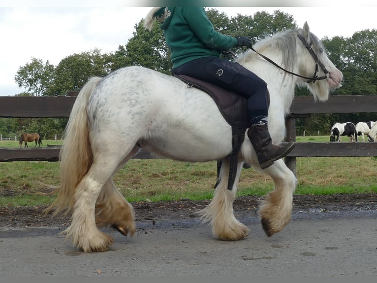 Cob Irlandese / Tinker / Gypsy Vanner Castrone 7 Anni 125 cm Grigio in Lathen