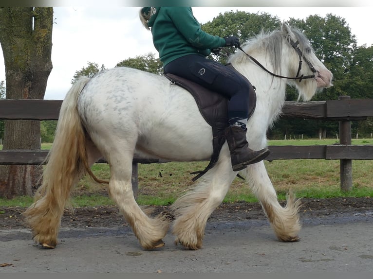 Cob Irlandese / Tinker / Gypsy Vanner Castrone 7 Anni 125 cm Grigio in Lathen