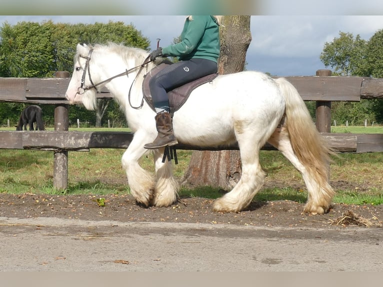 Cob Irlandese / Tinker / Gypsy Vanner Castrone 7 Anni 125 cm Grigio in Lathen