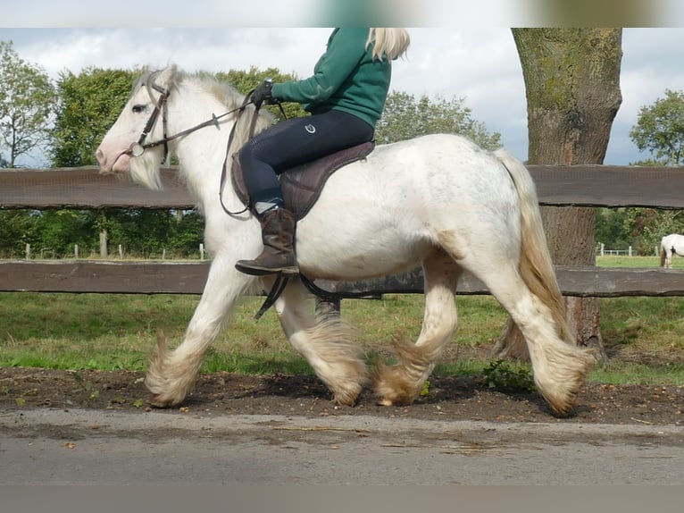 Cob Irlandese / Tinker / Gypsy Vanner Castrone 7 Anni 125 cm Grigio in Lathen