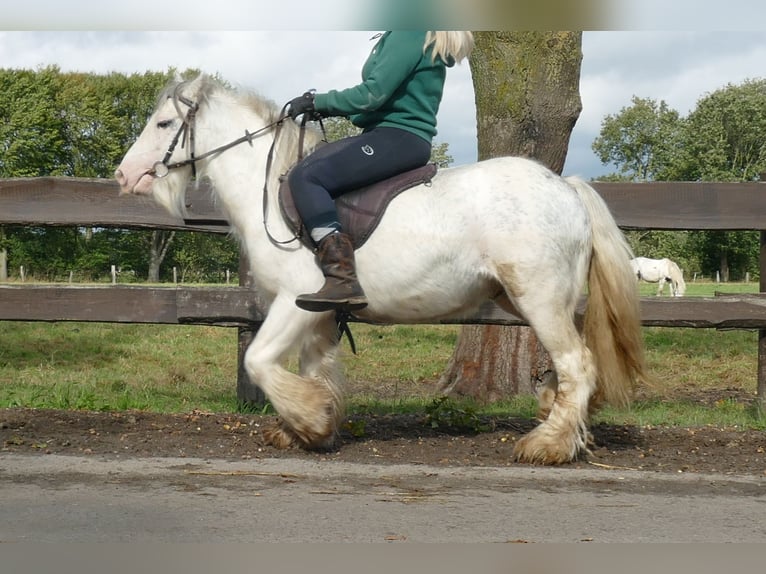 Cob Irlandese / Tinker / Gypsy Vanner Castrone 7 Anni 125 cm Grigio in Lathen