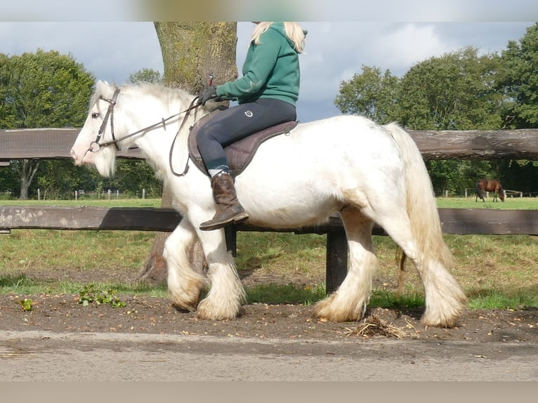 Cob Irlandese / Tinker / Gypsy Vanner Castrone 7 Anni 125 cm Grigio in Lathen