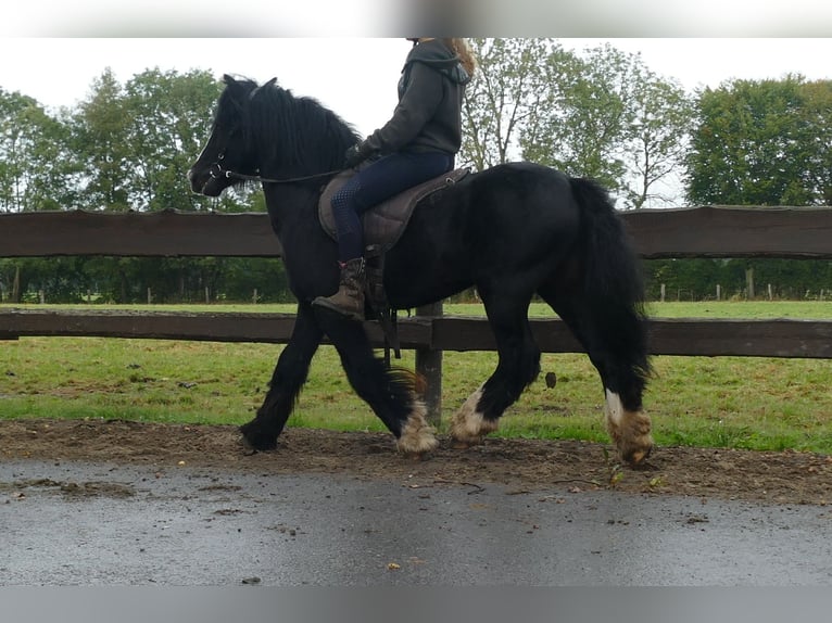 Cob Irlandese / Tinker / Gypsy Vanner Castrone 7 Anni 128 cm Morello in Lathen