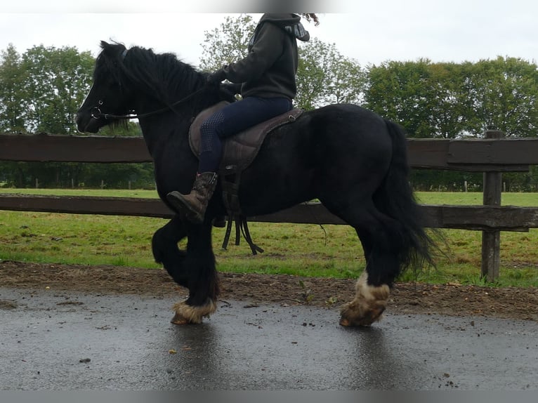 Cob Irlandese / Tinker / Gypsy Vanner Castrone 7 Anni 128 cm Morello in Lathen