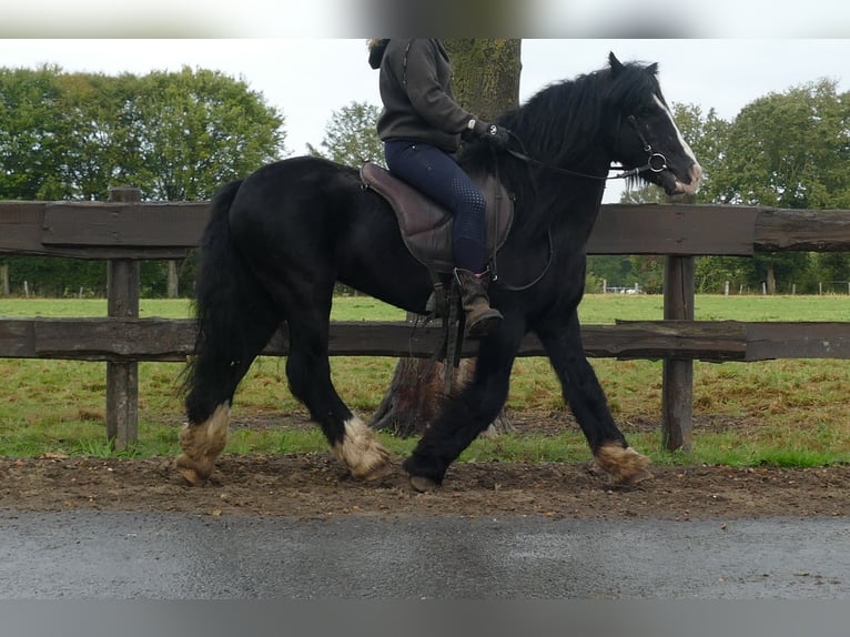 Cob Irlandese / Tinker / Gypsy Vanner Castrone 7 Anni 128 cm Morello in Lathen