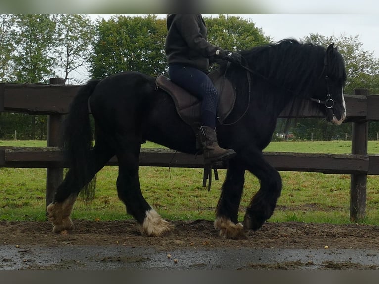 Cob Irlandese / Tinker / Gypsy Vanner Castrone 7 Anni 128 cm Morello in Lathen