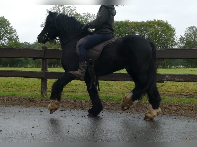 Cob Irlandese / Tinker / Gypsy Vanner Castrone 7 Anni 128 cm Morello in Lathen