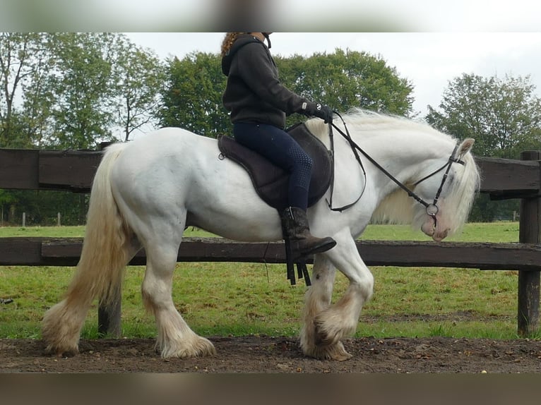 Cob Irlandese / Tinker / Gypsy Vanner Castrone 7 Anni 130 cm Grigio in Lathen