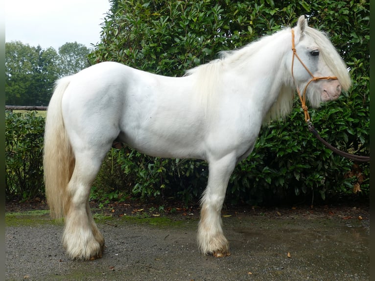 Cob Irlandese / Tinker / Gypsy Vanner Castrone 7 Anni 130 cm Grigio in Lathen