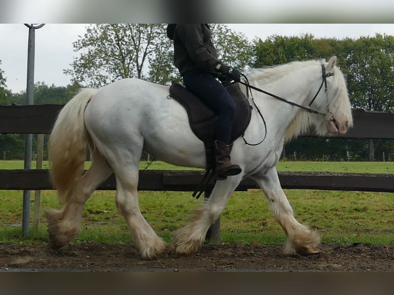 Cob Irlandese / Tinker / Gypsy Vanner Castrone 7 Anni 130 cm Grigio in Lathen