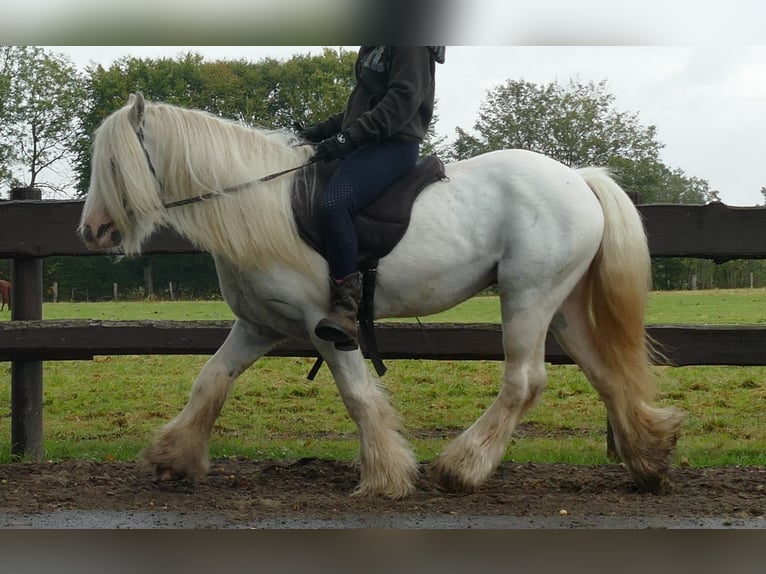 Cob Irlandese / Tinker / Gypsy Vanner Castrone 7 Anni 130 cm Grigio in Lathen