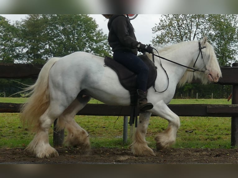 Cob Irlandese / Tinker / Gypsy Vanner Castrone 7 Anni 130 cm Grigio in Lathen