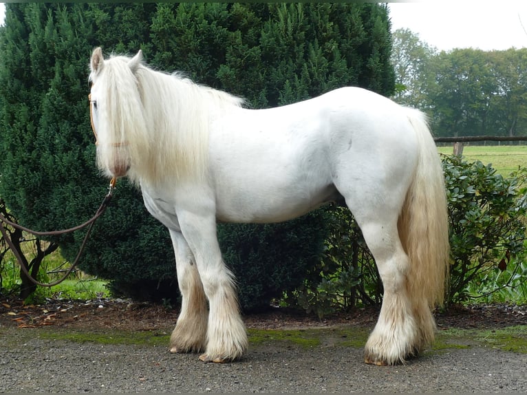 Cob Irlandese / Tinker / Gypsy Vanner Castrone 7 Anni 130 cm Grigio in Lathen