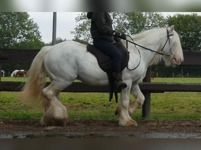 Cob Irlandese / Tinker / Gypsy Vanner Castrone 7 Anni 130 cm Grigio in Lathen