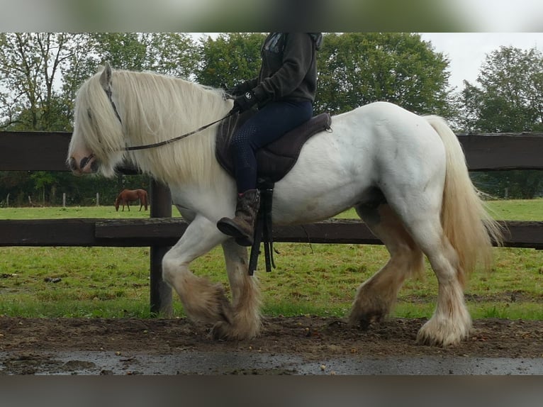 Cob Irlandese / Tinker / Gypsy Vanner Castrone 7 Anni 130 cm Grigio in Lathen