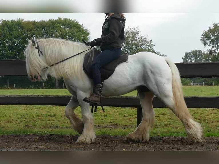 Cob Irlandese / Tinker / Gypsy Vanner Castrone 7 Anni 130 cm Grigio in Lathen