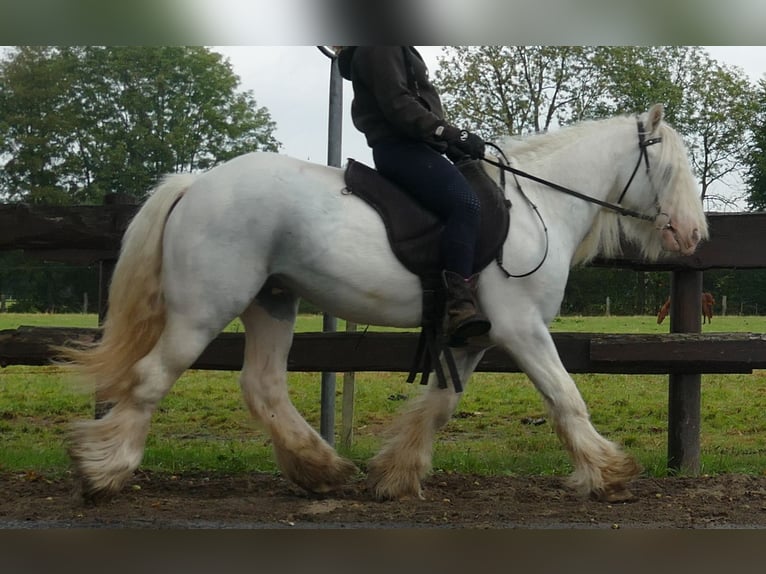 Cob Irlandese / Tinker / Gypsy Vanner Castrone 7 Anni 130 cm Grigio in Lathen