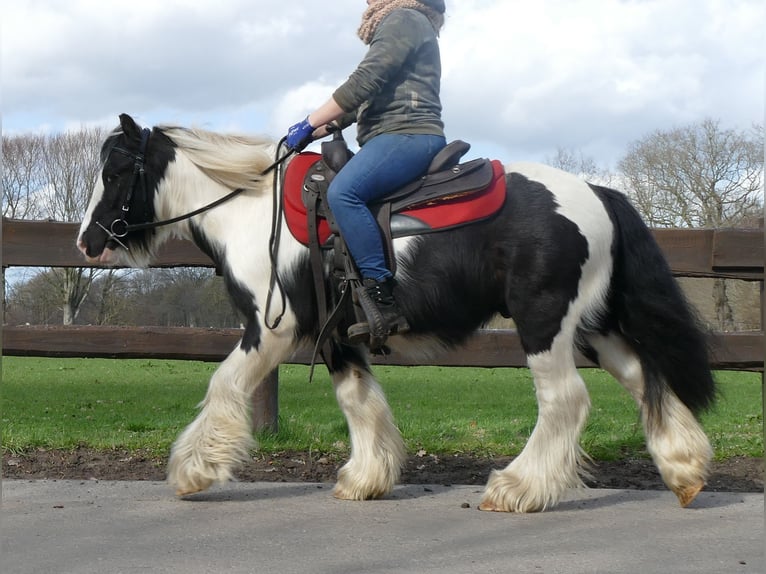 Cob Irlandese / Tinker / Gypsy Vanner Castrone 7 Anni 132 cm Pezzato in Lathen