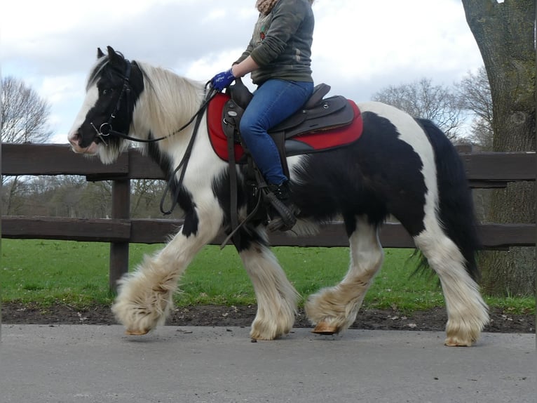 Cob Irlandese / Tinker / Gypsy Vanner Castrone 7 Anni 132 cm Pezzato in Lathen