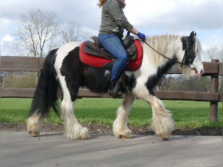 Cob Irlandese / Tinker / Gypsy Vanner Castrone 7 Anni 132 cm Pezzato in Lathen