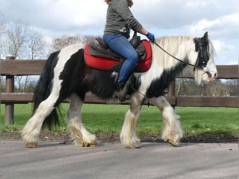 Cob Irlandese / Tinker / Gypsy Vanner Castrone 7 Anni 132 cm Pezzato in Lathen