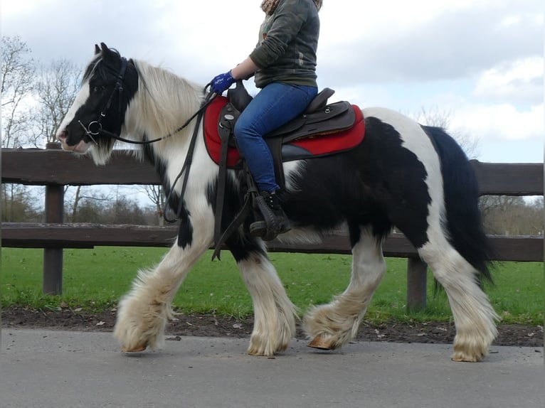 Cob Irlandese / Tinker / Gypsy Vanner Castrone 7 Anni 132 cm Pezzato in Lathen