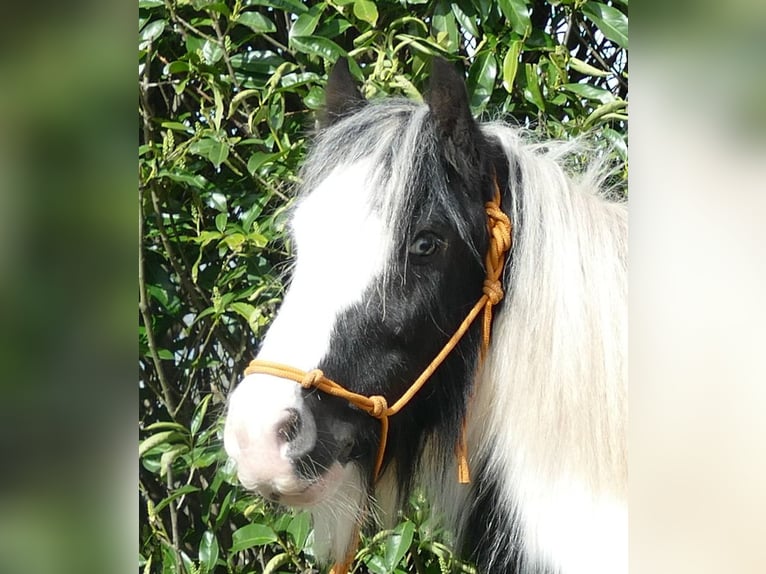 Cob Irlandese / Tinker / Gypsy Vanner Castrone 7 Anni 132 cm Pezzato in Lathen