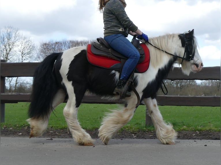 Cob Irlandese / Tinker / Gypsy Vanner Castrone 7 Anni 132 cm Pezzato in Lathen