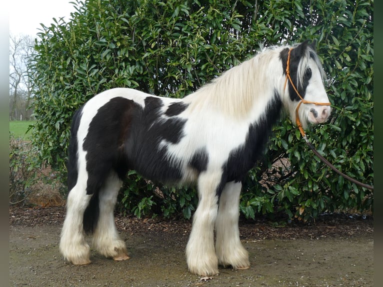 Cob Irlandese / Tinker / Gypsy Vanner Castrone 7 Anni 132 cm Pezzato in Lathen