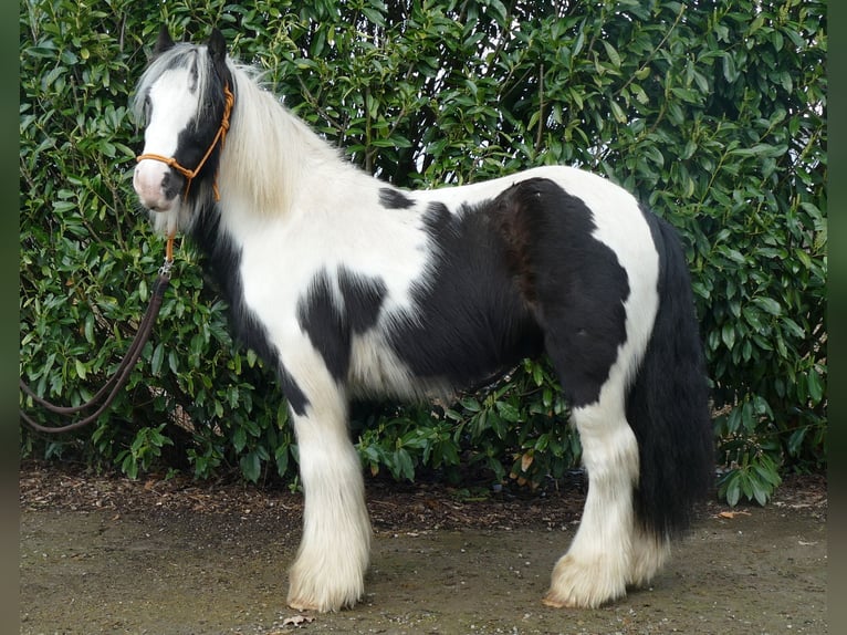 Cob Irlandese / Tinker / Gypsy Vanner Castrone 7 Anni 132 cm Pezzato in Lathen