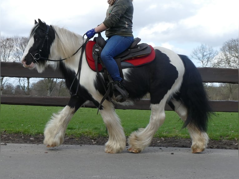 Cob Irlandese / Tinker / Gypsy Vanner Castrone 7 Anni 132 cm Pezzato in Lathen