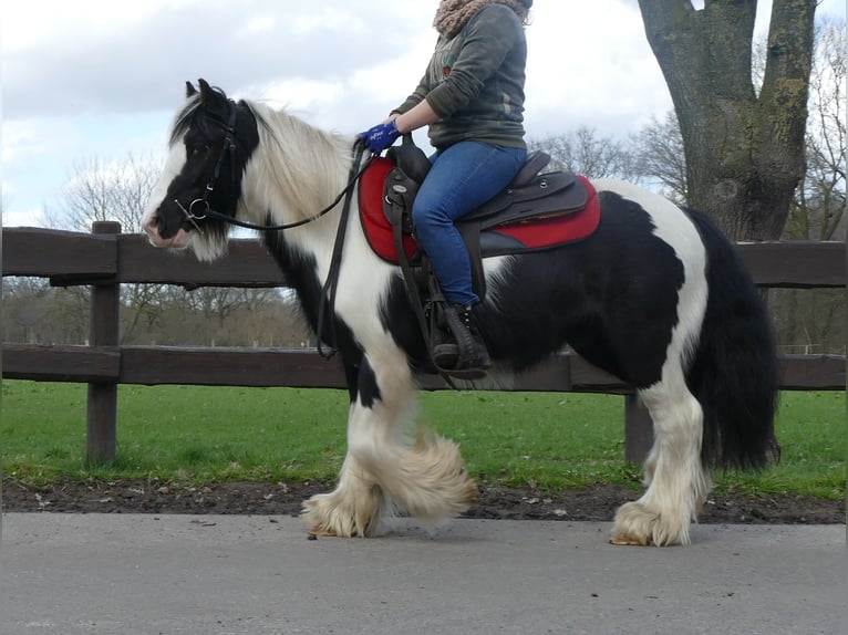 Cob Irlandese / Tinker / Gypsy Vanner Castrone 7 Anni 132 cm Pezzato in Lathen