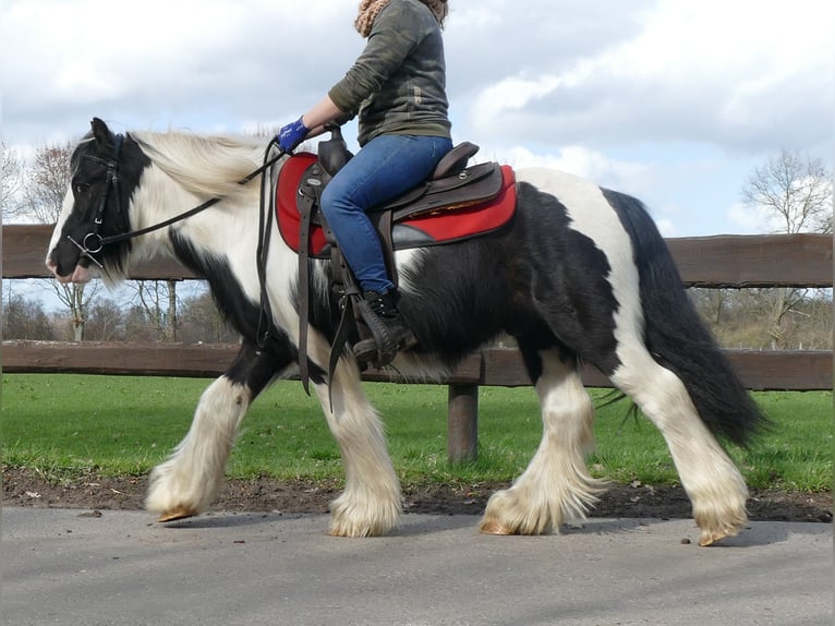 Cob Irlandese / Tinker / Gypsy Vanner Castrone 7 Anni 132 cm Pezzato in Lathen