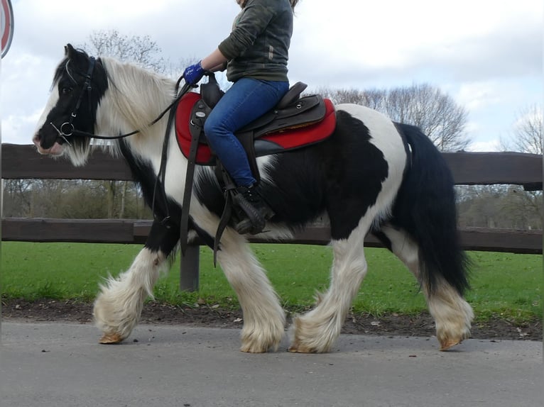 Cob Irlandese / Tinker / Gypsy Vanner Castrone 7 Anni 132 cm Pezzato in Lathen