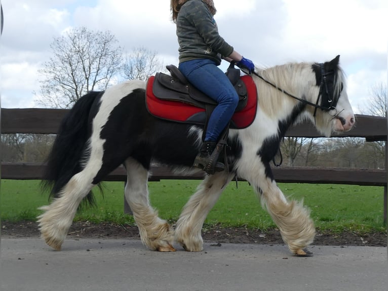 Cob Irlandese / Tinker / Gypsy Vanner Castrone 7 Anni 132 cm Pezzato in Lathen