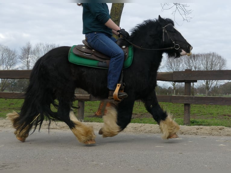 Cob Irlandese / Tinker / Gypsy Vanner Castrone 7 Anni 134 cm Morello in Lathen