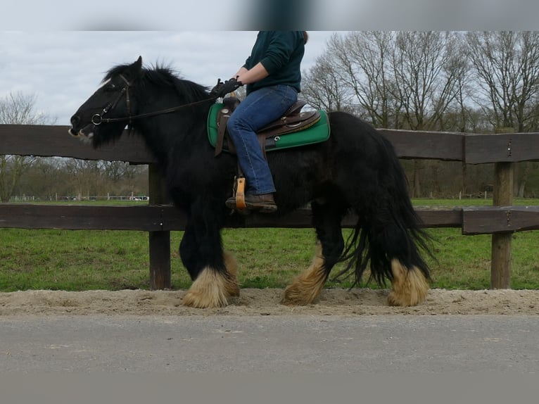 Cob Irlandese / Tinker / Gypsy Vanner Castrone 7 Anni 134 cm Morello in Lathen