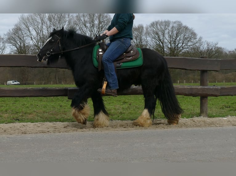 Cob Irlandese / Tinker / Gypsy Vanner Castrone 7 Anni 134 cm Morello in Lathen