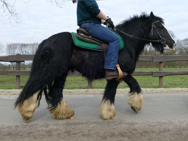 Cob Irlandese / Tinker / Gypsy Vanner Castrone 7 Anni 134 cm Morello in Lathen