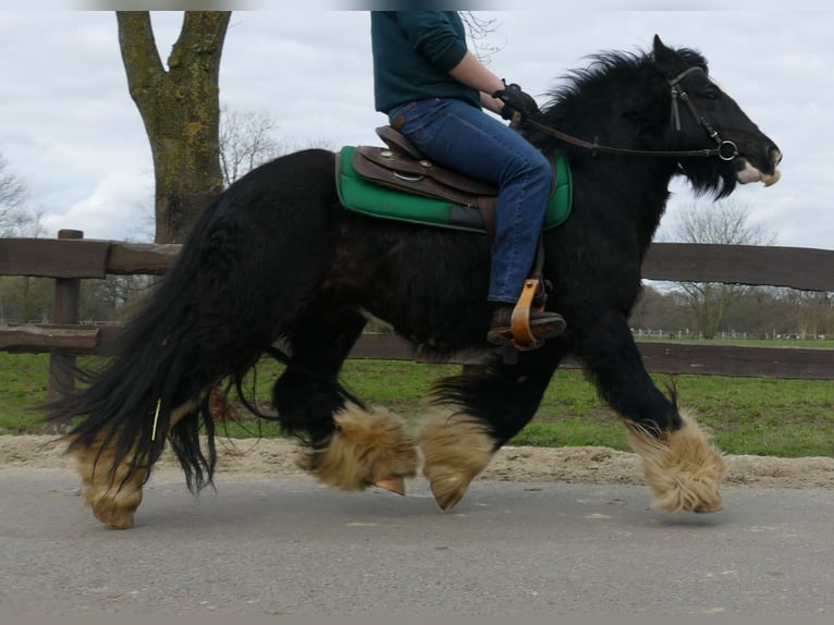 Cob Irlandese / Tinker / Gypsy Vanner Castrone 7 Anni 134 cm Morello in Lathen