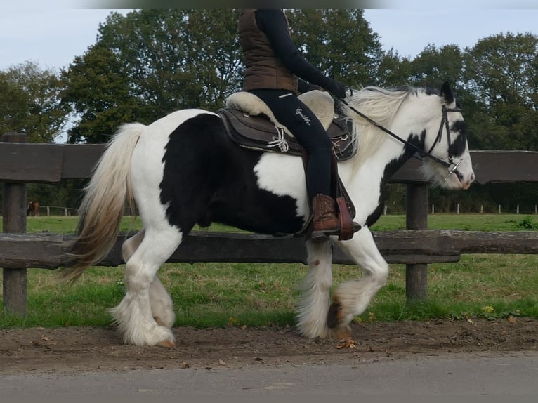 Cob Irlandese / Tinker / Gypsy Vanner Castrone 7 Anni 137 cm Pezzato in Lathen