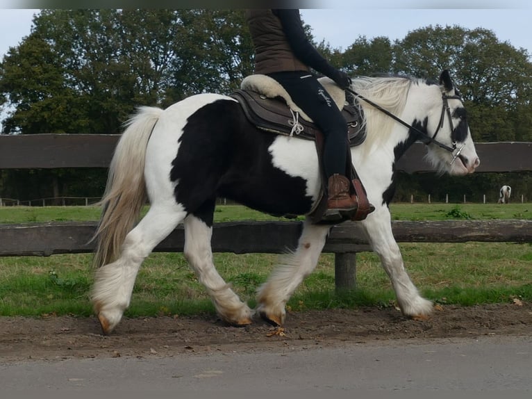 Cob Irlandese / Tinker / Gypsy Vanner Castrone 7 Anni 137 cm Pezzato in Lathen