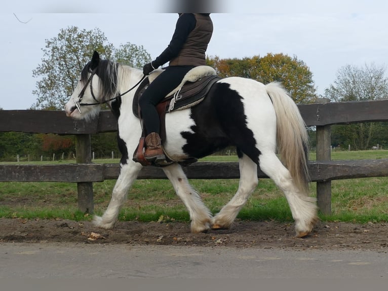 Cob Irlandese / Tinker / Gypsy Vanner Castrone 7 Anni 137 cm Pezzato in Lathen