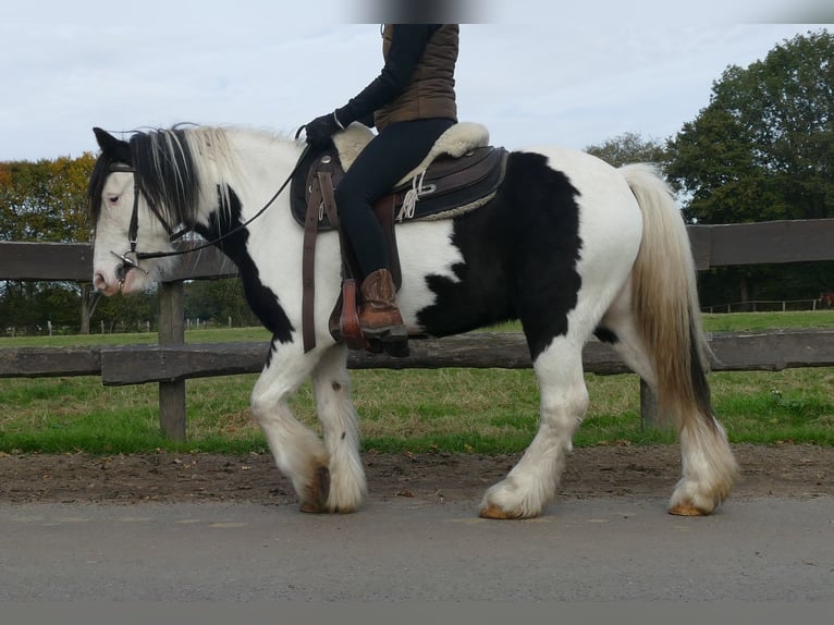 Cob Irlandese / Tinker / Gypsy Vanner Castrone 7 Anni 137 cm Pezzato in Lathen