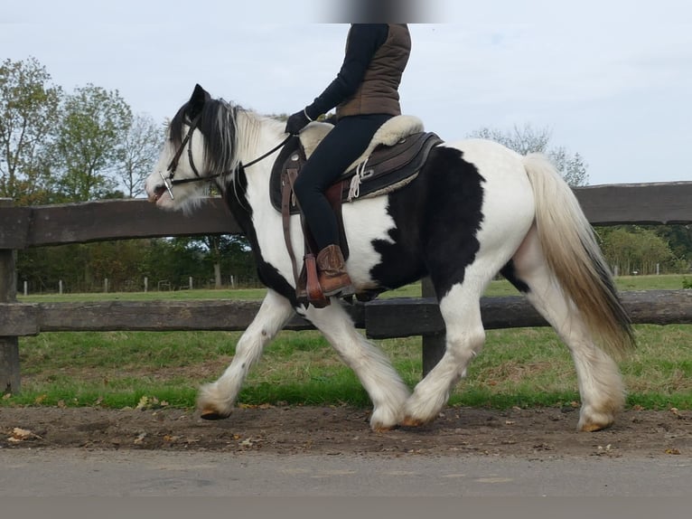 Cob Irlandese / Tinker / Gypsy Vanner Castrone 7 Anni 137 cm Pezzato in Lathen