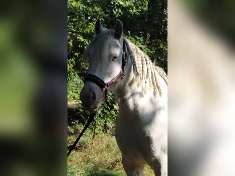 Cob Irlandese / Tinker / Gypsy Vanner Castrone 7 Anni 138 cm Cremello in Hämelhausen